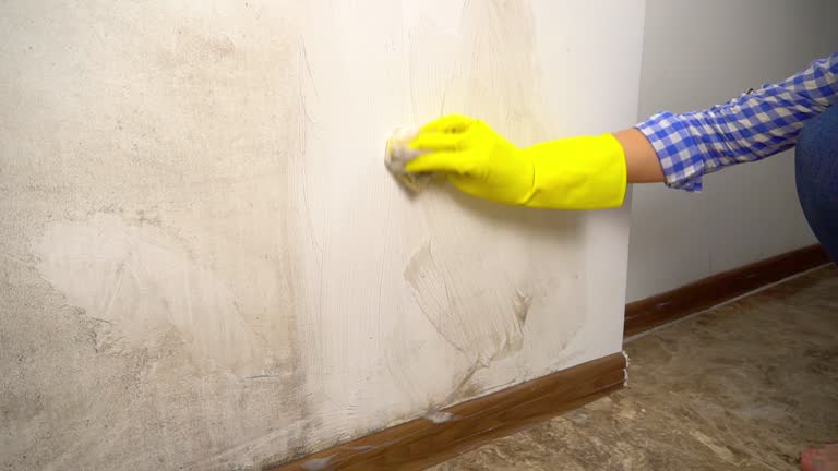 Best Mold Removal for HVAC Installations  in , OR