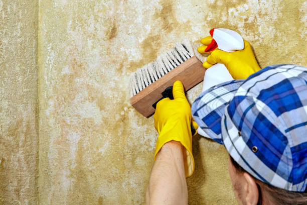 Best Attic Mold Removal  in , OR