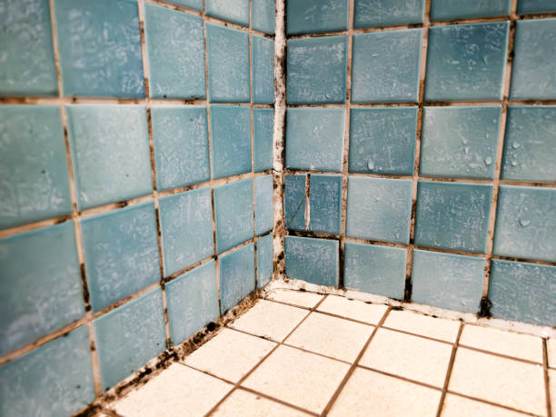 Best Real Estate Mold Inspection  in , OR