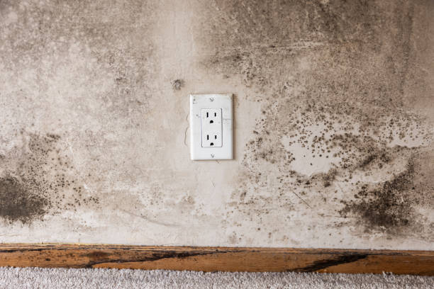Best HVAC Mold Inspection and Cleaning  in , OR