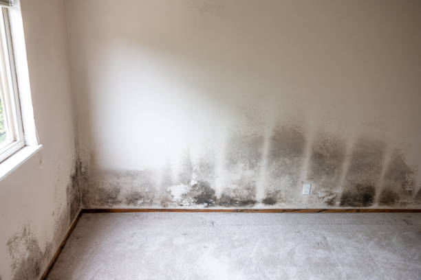 Best Mold Prevention Services  in , OR