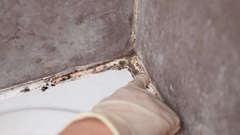Best Post-Construction Mold Inspection  in , OR